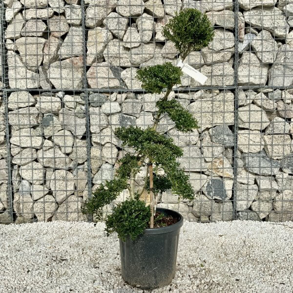 Ilex Crenata Kinme Cloud Tree H066 - B6D845D7 7227 493A B192 1EBE274BA91A scaled