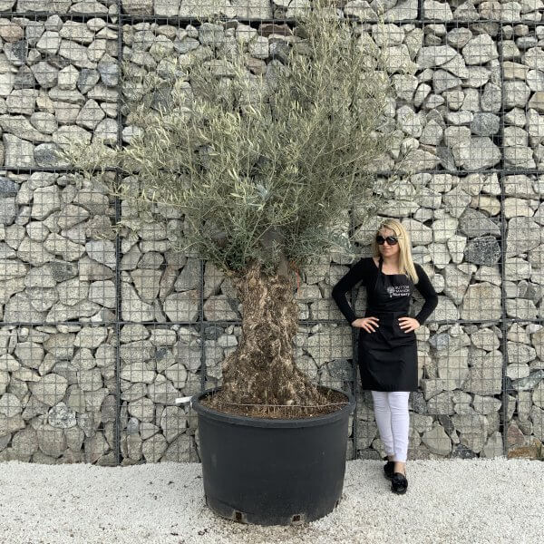 Gnarled Olive Tree XXL (Ancient) H324 - B6E25B99 041C 4A4D BDA6 417B2470A76A scaled