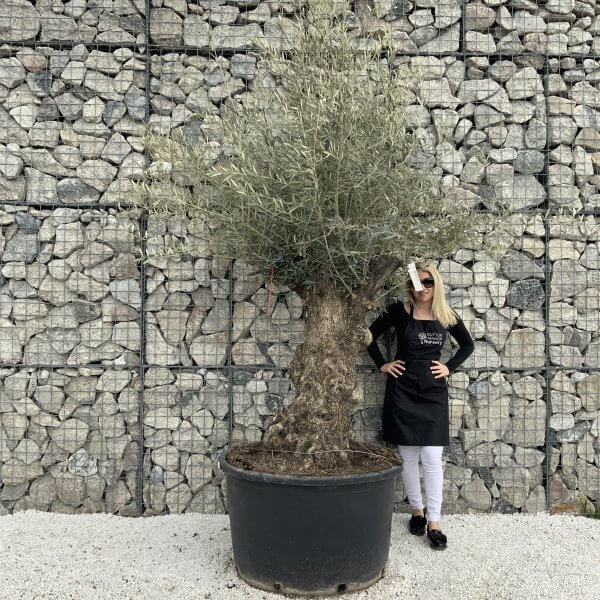 Gnarled Olive Tree XXL (Ancient) H316 - B73A4C75 8AED 4BD7 8F5D 951D57A80CF1 scaled