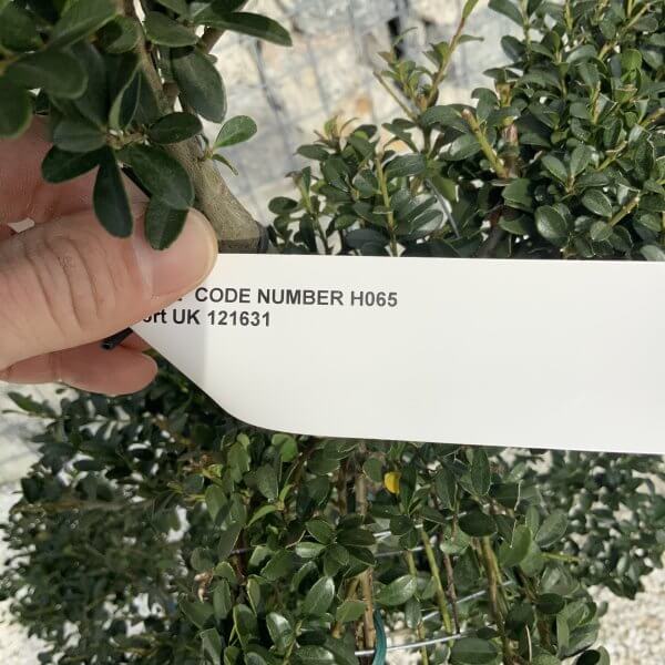 Ilex Crenata Kinme Cloud Tree H065 - B7E323A0 2032 4C34 AF9C F7BD04CC4732 scaled