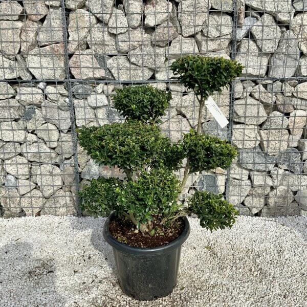 Ilex Maximowicziana Cloud Tree H050 - B8C14E4E 1DD8 4009 A16A FFD908ED3DE1 scaled