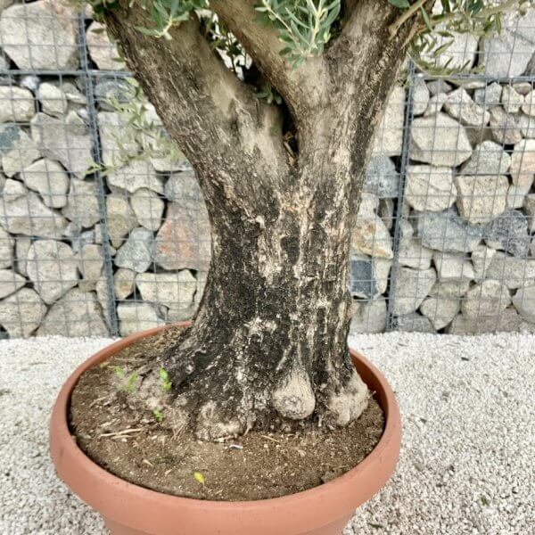 Olive Tree Gnarled XXL Natural Crown (In Patio Pot) H459 - B920495D CC6E 47DD 9449 9E0F2CE165CB 1 105 c