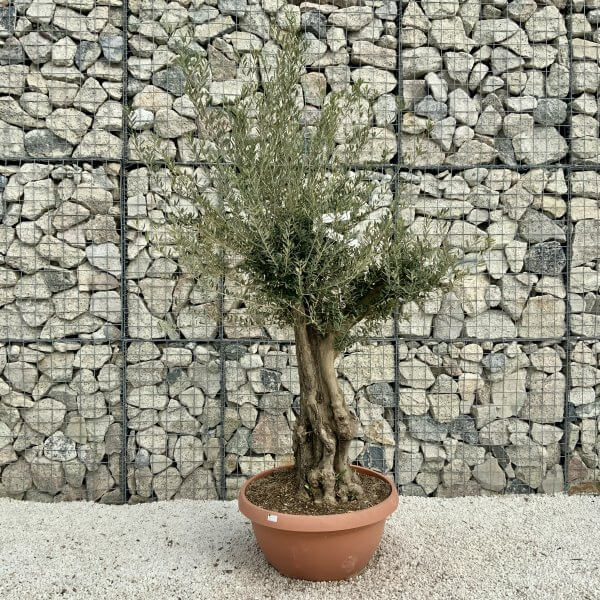 Olive Tree Gnarled XXL Natural Crown (In Patio Pot) H386 - B99112B8 0652 4DF4 8697 D2C09B0CE62E scaled