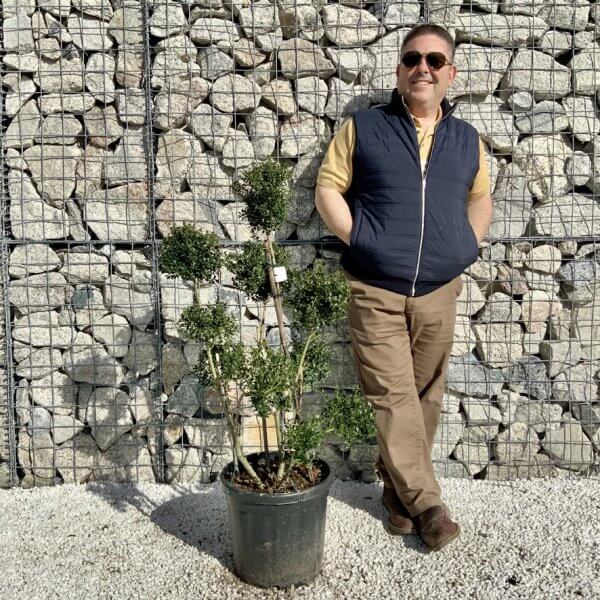 Ilex Crenata Kinme Pom Pon Cloud Tree H108 - B9FAAF27 CF70 4EB3 83C8 E0620613020A 1 105 c