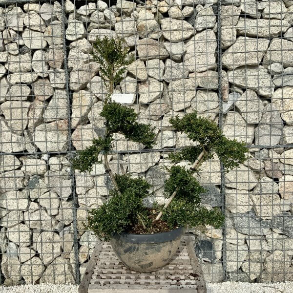 Ilex Crenata Kinme Cloud Tree H090 - BA4FA918 28F2 4049 810F C804818800B5 scaled