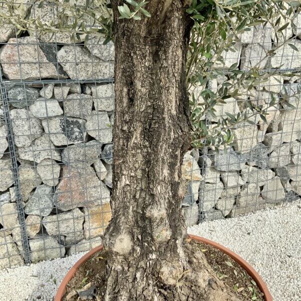 Olive Tree Gnarled XXL Natural Crown (In Patio Pot) H453 - BADABC58 D34A 4C84 B5F3 AD7E3D5A9AE2 1 105 c
