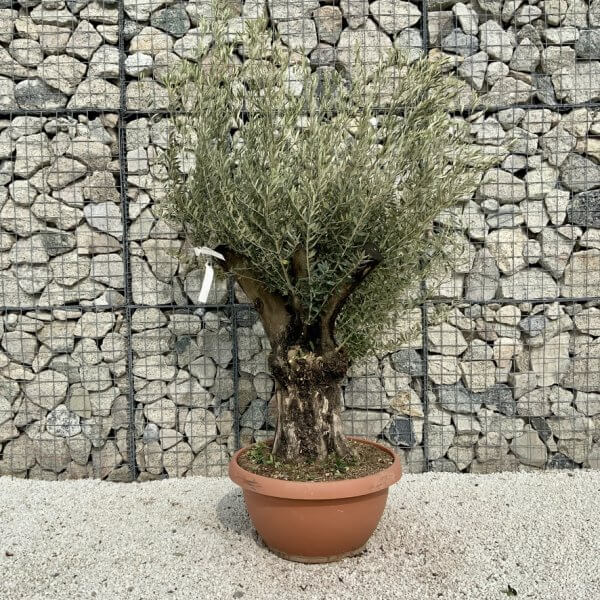 Olive Tree Gnarled XXL Natural Crown (In Patio Pot) H454 - BB0CCF71 433C 4237 BE3F 4B80D54FBEAA 1 105 c