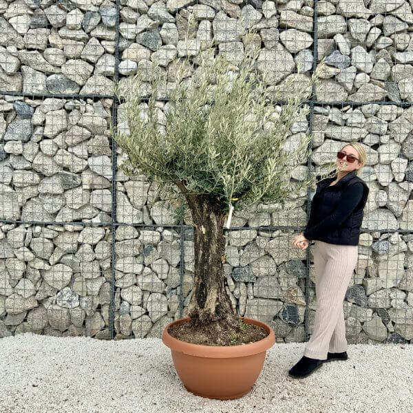 Olive Tree Gnarled XXL Natural Crown (In Patio Pot) H472 - BC3D65B9 1EC6 4241 8243 FA6260519DF9 1 105 c