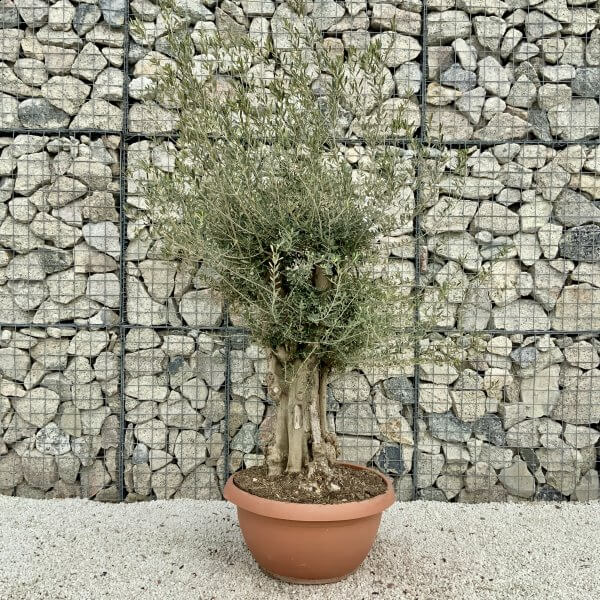 Olive Tree Gnarled XXL Natural Crown (In Patio Pot) H423 - BC8D74D3 349A 4C0D 8793 7C9C64B354FF scaled