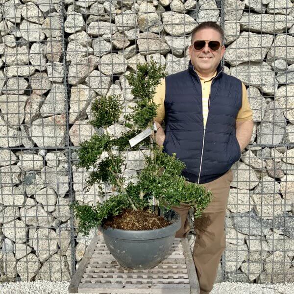 Ilex Crenata Kinme Cloud Tree H085 - BD256D8F 19B6 4534 A9A8 2EDBC964D4C8 scaled