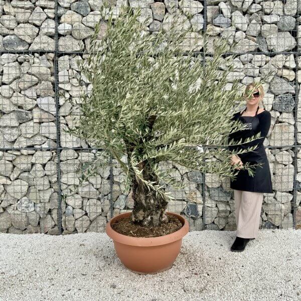 Olive Tree Gnarled XXL Natural Crown (In Patio Pot) H431 - BD940362 7B2A 48FF 9127 DC6724697E98 1 105 c