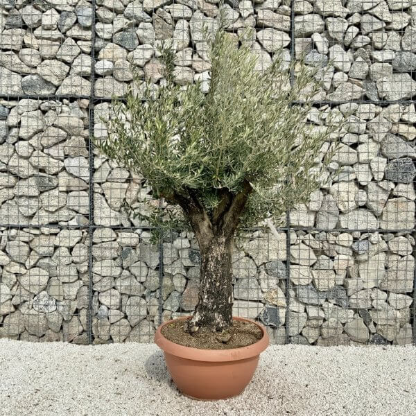 Olive Tree Gnarled XXL Natural Crown (In Patio Pot) H451 - BDBD8C3B A3E8 4296 A4C6 1D90FE4F61F9 1 105 c
