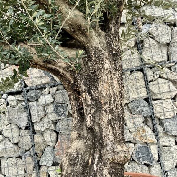 Olive Tree Gnarled XXL Natural Crown (In Patio Pot) H408 - BDE6B2E2 DD1C 4809 AABB 2F70384A20F1 scaled
