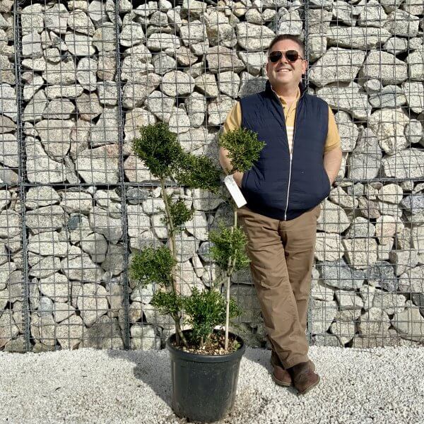 Ilex Crenata Kinme Pom Pon Cloud Tree H160 - BE219201 2011 46D4 87BA 41332BFD976A scaled