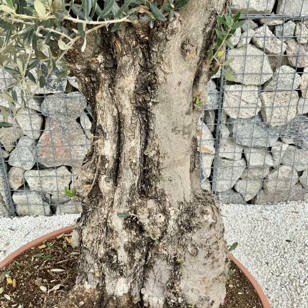 Olive Tree Gnarled XXL Natural Crown (In Patio Pot) H405 - BE236217 0C8E 442F B429 584B9833360F scaled