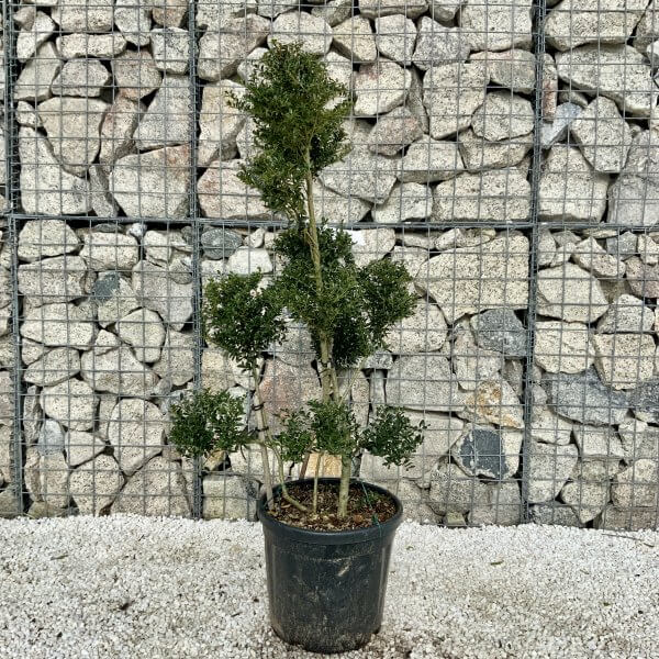 Ilex Crenata Kinme Pom Pon Cloud Tree H076 - Image 2