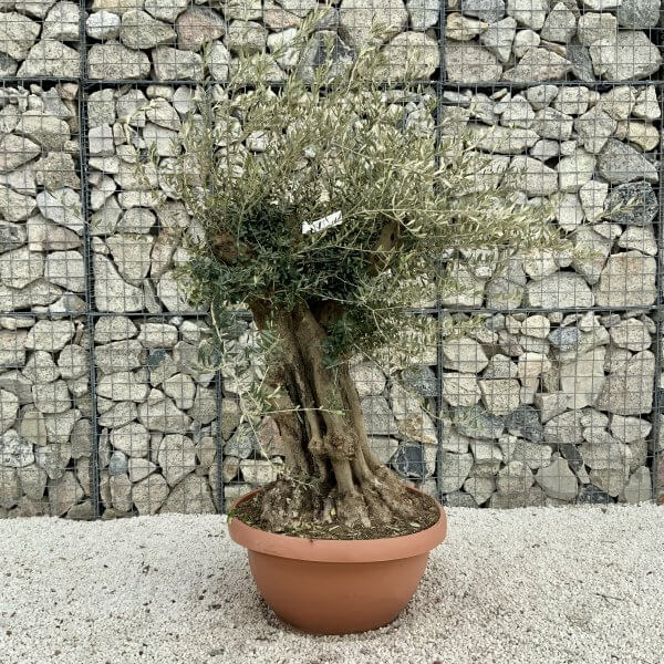 Olive Tree Gnarled XXL Natural Crown (In Patio Pot) H391 - BFF10EB0 995F 4FC1 9DFF 96BCED3FD533 scaled