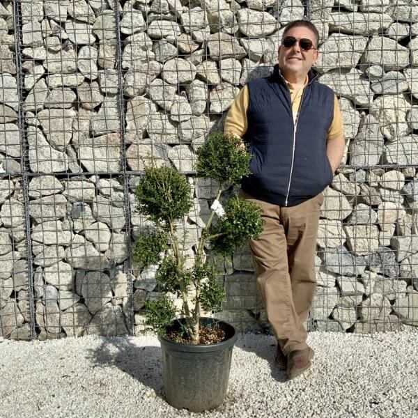Ilex Crenata Kinme Pom Pon Cloud Tree H117 - C0106EC9 5C4A 47FA 8857 F530DD8B3BEE 1 105 c