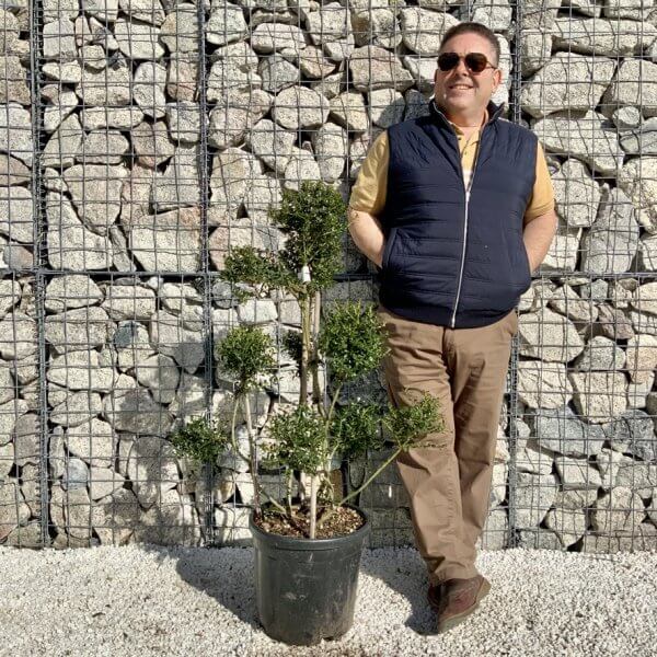 Ilex Crenata Kinme Pom Pon Cloud Tree H114 - C0259425 6F77 4D6E A1B2 21AC40CFE844 1 105 c