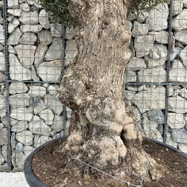Gnarled Olive Tree XXL (Ancient) H303 MT - Image 3