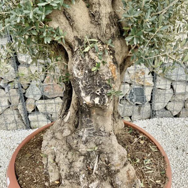 Olive Tree Gnarled XXL Natural Crown (In Patio Pot) H424 - C067396B 430B 4853 8AFB 4071BB3C1E04 1 105 c