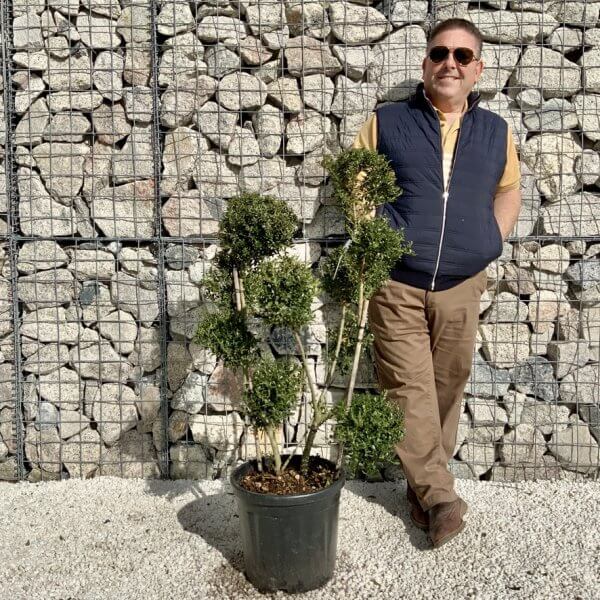 Ilex Crenata Kinme Pom Pon Cloud Tree H139 - C09F73B5 D7E2 488C 995B 697281C38EBE 1 105 c