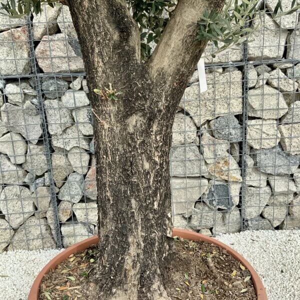 Olive Tree Gnarled XXL Natural Crown (In Patio Pot) H409 - C17687BD 775A 493A AE6D 40047827BAE1 scaled