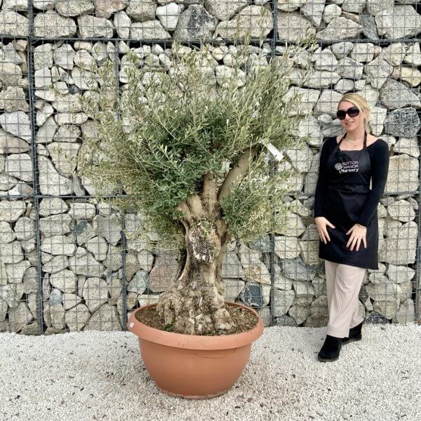 Olive Tree Gnarled XXL Natural Crown (In Patio Pot) H424 - C186D7DD 6075 42B1 A04B 3569611EFBA6 1 105 c
