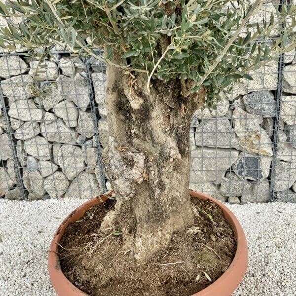 Olive Tree Gnarled XXL Natural Crown (In Patio Pot) H403 - C446931E 0431 4FCA A6C2 1CC103703C28 scaled
