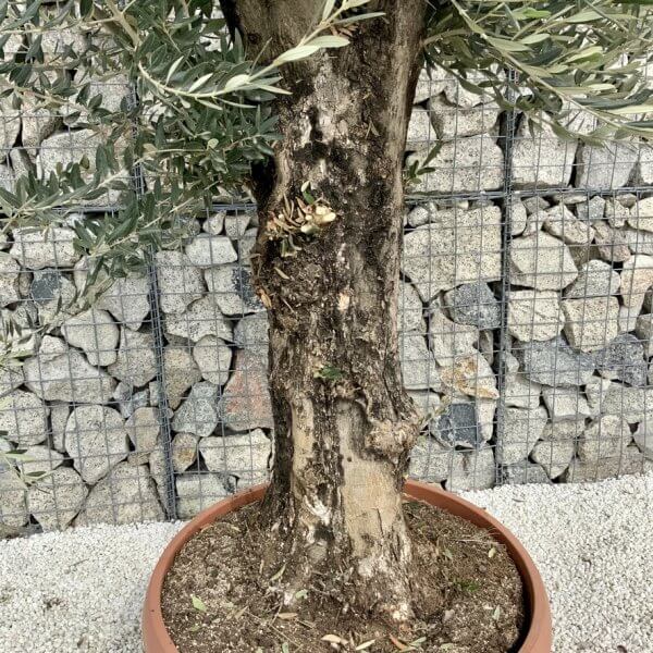 Olive Tree Gnarled XXL Natural Crown (In Patio Pot) H436 - C45706D7 858D 4B72 B961 E9FC5A410D6E 1 105 c