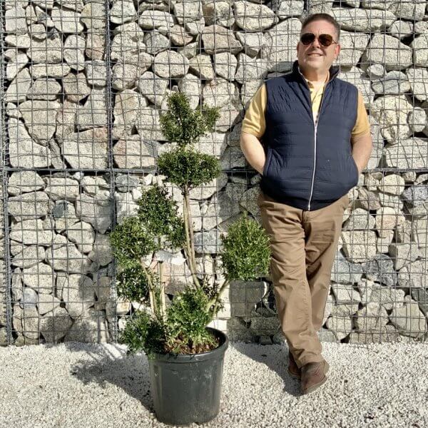 Ilex Crenata Kinme Pom Pon Cloud Tree H134 - C4A66C60 4711 4950 854F 981DBFA8C1A7 1 105 c