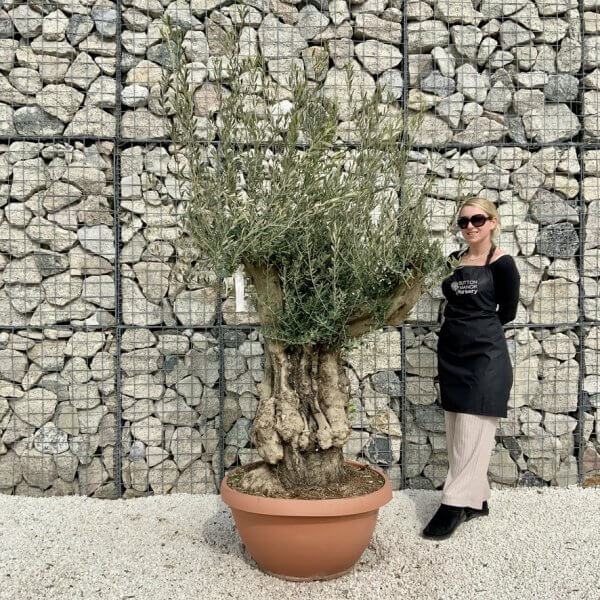 Olive Tree Gnarled XXL Natural Crown (In Patio Pot) H449 - C5AFE6BF BB75 4828 9A1A 5CBE43ACFE6F 1 105 c