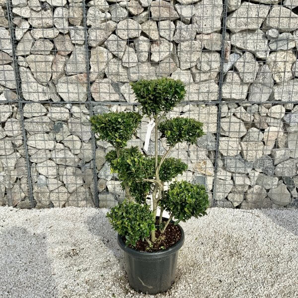 Ilex Maximowicziana Cloud Tree H045 - C5E35EFA 001A 4DE7 A078 73316FD268D1 scaled