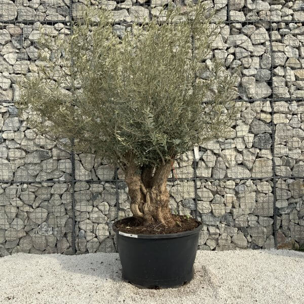 Gnarled Olive Tree XXL (Ancient) H361 - C7688E1D 52EF 4CD8 9E7D 1374F959C25B scaled