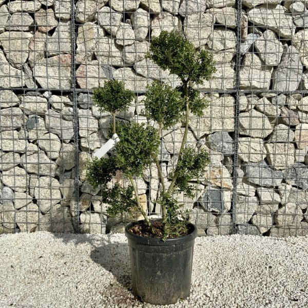 Ilex Crenata Kinme Pom Pon Cloud Tree H137 - C82E5978 6329 43C6 BDB7 BC3325556AAD 1 105 c