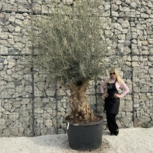 Gnarled Olive Trees XXL