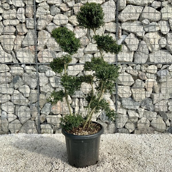 Ilex Crenata Kinme Cloud Tree H204 - C946B9E7 9620 4D66 8EE3 8DCA839D0E2E scaled