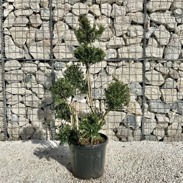 Ilex Crenata Kinme Pom Pon Cloud Tree H134 - C9581F0C 1B86 401F B628 6CD00E03706D 1 105 c