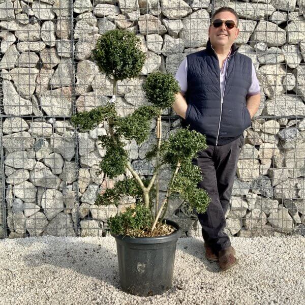 Ilex Crenata Kinme Cloud Tree H215 - C9B52A33 7872 4914 AB6C A52CC521DB93 scaled