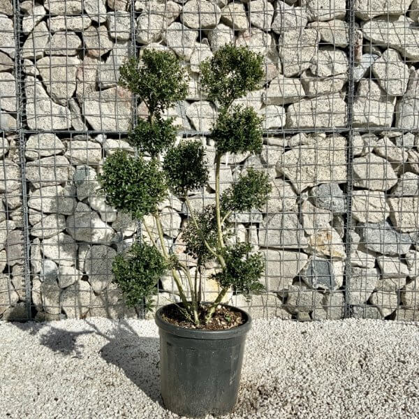 Ilex Crenata Kinme Pom Pon Cloud Tree H109 - CA274145 F788 4B80 AE23 355A437FCECB 1 105 c