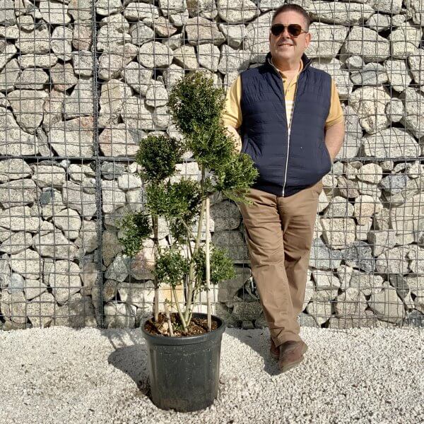 Ilex Crenata Kinme Pom Pon Cloud Tree H157 - CA983967 4CB4 4BF9 8F66 551C344870F4 scaled