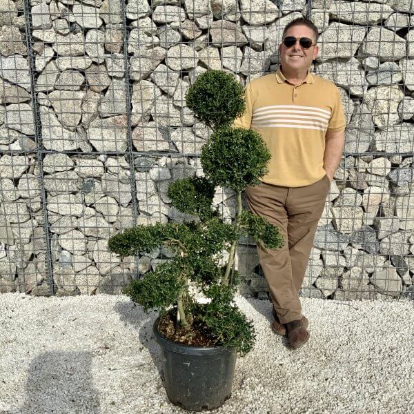 Ilex Crenata Kinme Cloud Tree H057