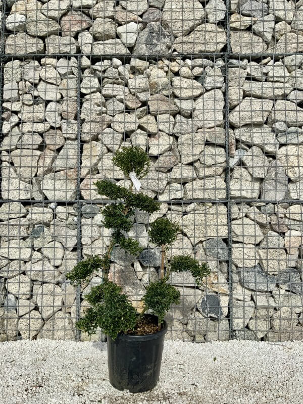 Ilex Crenata Kinme Cloud Tree H060 - CBC79089 24D4 44F9 BA36 36B9ED1EED81 scaled