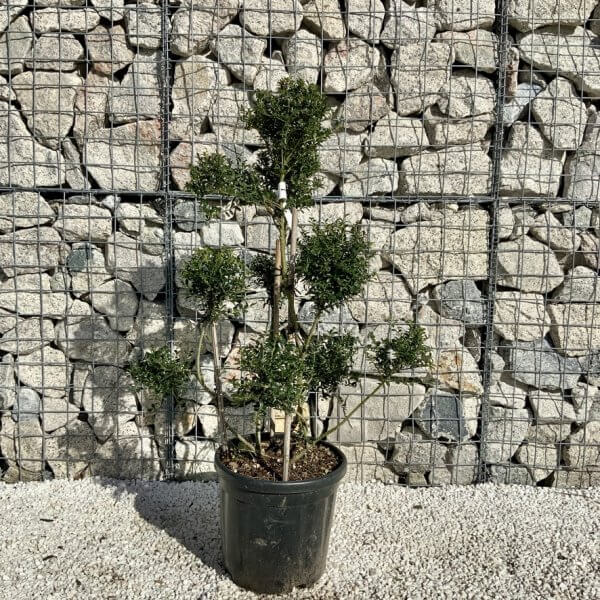 Ilex Crenata Kinme Pom Pon Cloud Tree H114 - CC1BF4BC 22D5 4D7B 86C2 6241D9F282A5 1 105 c