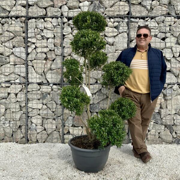 Ilex Maximowicziana Cloud Tree H035