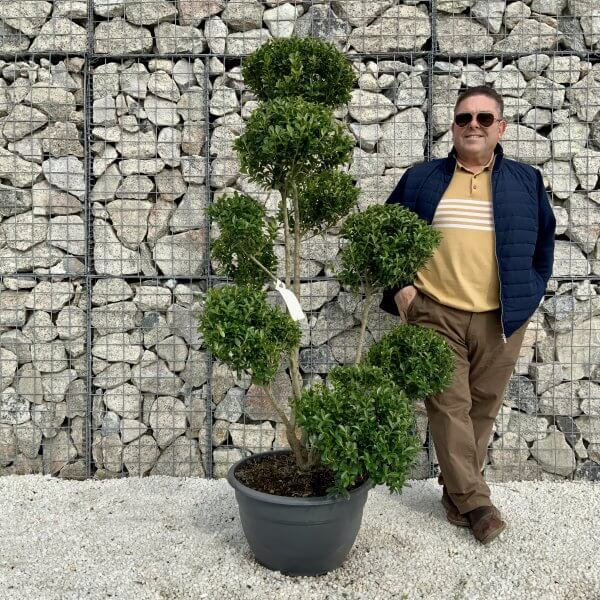 Ilex Maximowicziana Cloud Tree H035 - CC5850DB C2BF 4A55 87AB CBA347A0E662 scaled