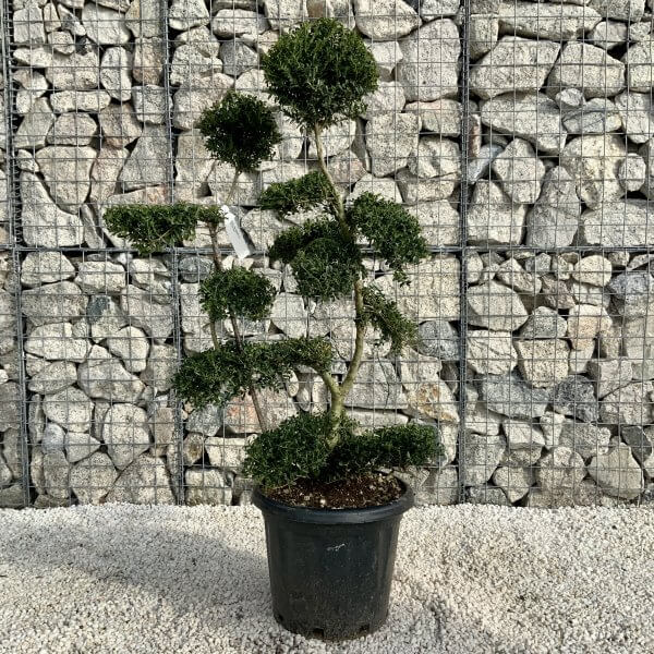 Ilex Crenata Kinme Cloud Tree H0174 - CC5D6A2E CE95 4799 AB0E 312B46C7C2BD scaled