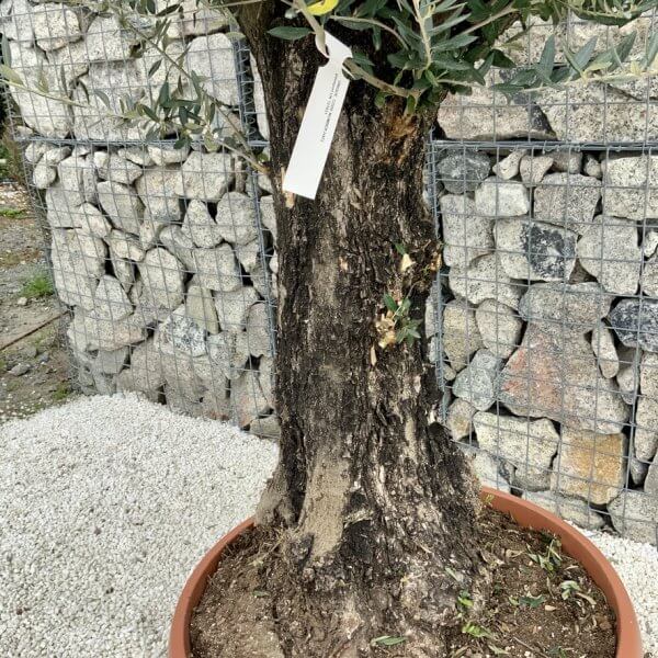 Olive Tree Gnarled XXL Natural Crown (In Patio Pot) H472 - CCE31F95 728A 4E9A B1CB 11FD496B5F10 1 105 c