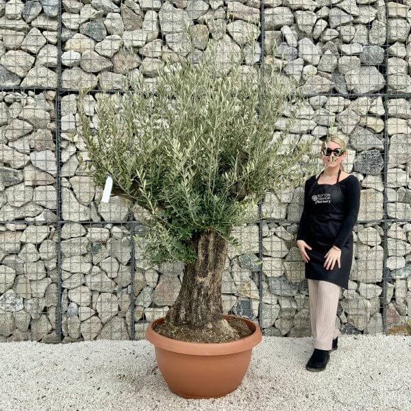 Olive Tree Gnarled XXL Natural Crown (In Patio Pot) H404 - CDC75196 4633 4F2D AA8A E66729A42961 scaled