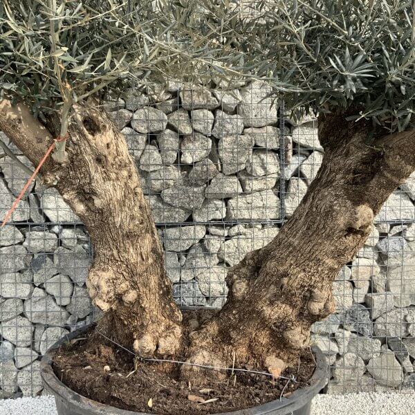 Gnarled Olive Tree XXL (Ancient) H372 - CE5A143A 8387 4060 9D64 5B7C75009927 scaled
